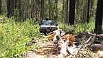 15-Grub makes a new path around a fallen tree on Shady Creek Track